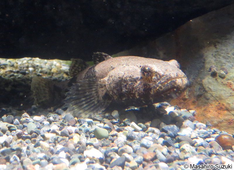 ドンコ Odontobutis obscura