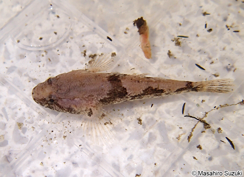 ドンコ Odontobutis obscura