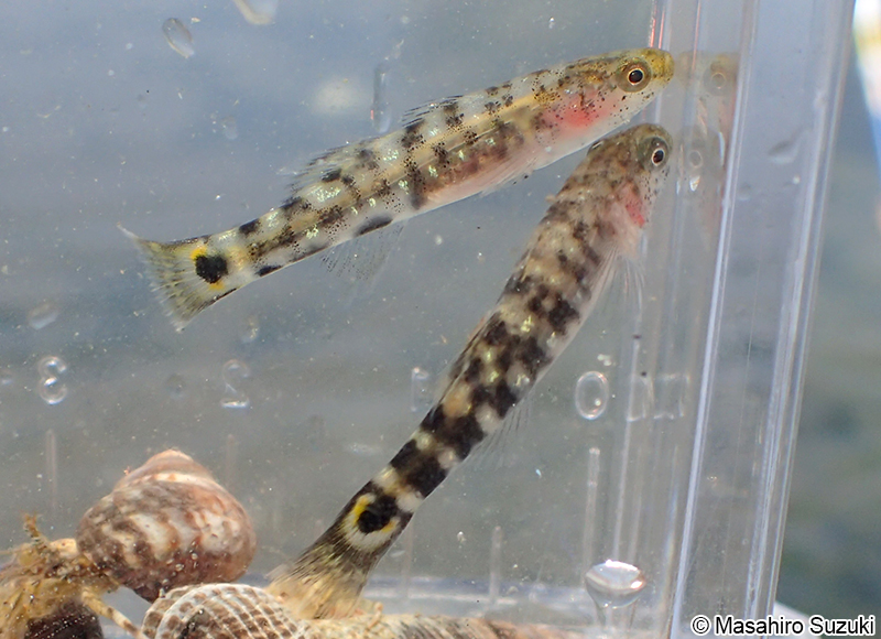 ドロメ Chaenogobius gulosus