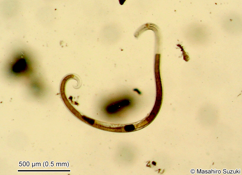 ニセハリセンチュウ綱 Dorylaimea