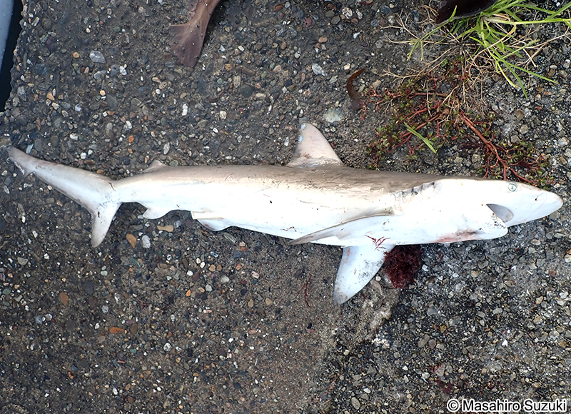 ドタブカ Carcharhinus obscurus