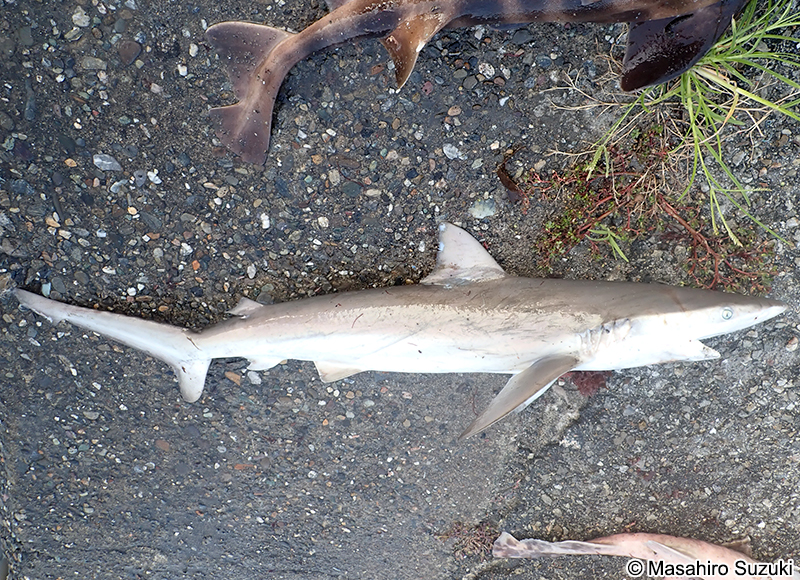 ドタブカ Carcharhinus obscurus