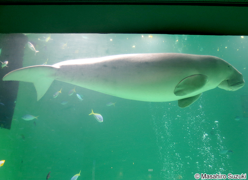 ジュゴン Dugong dugon
