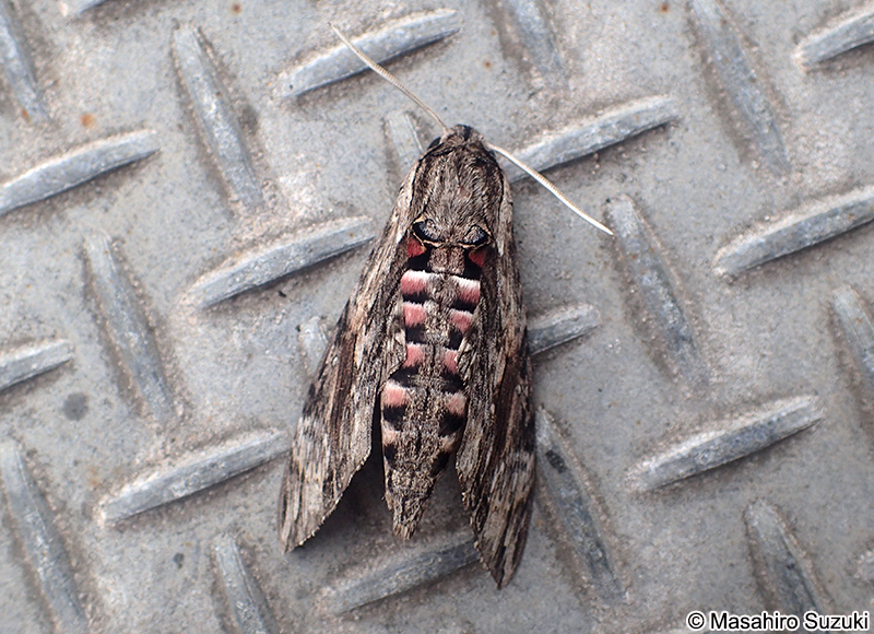 エビガラスズメ Agrius convolvuli