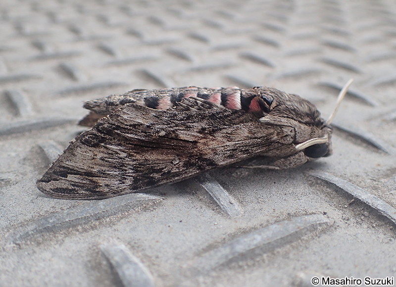 エビガラスズメ Agrius convolvuli