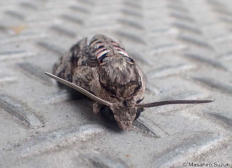 エビガラスズメ Agrius convolvuli