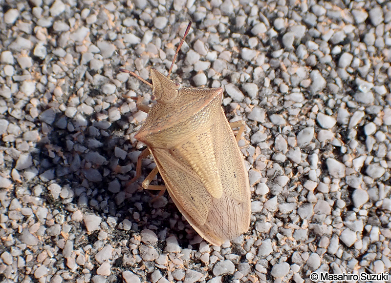 エビイロカメムシ Gonopsis affinis