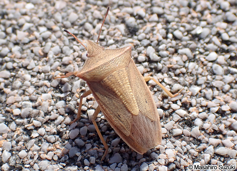 エビイロカメムシ Gonopsis affinis