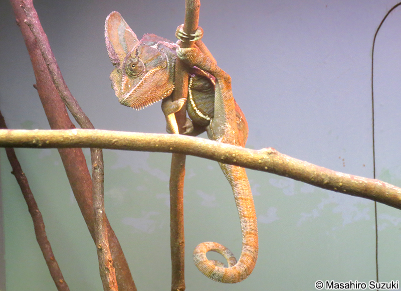 エボシカメレオン Chamaeleo calyptratus