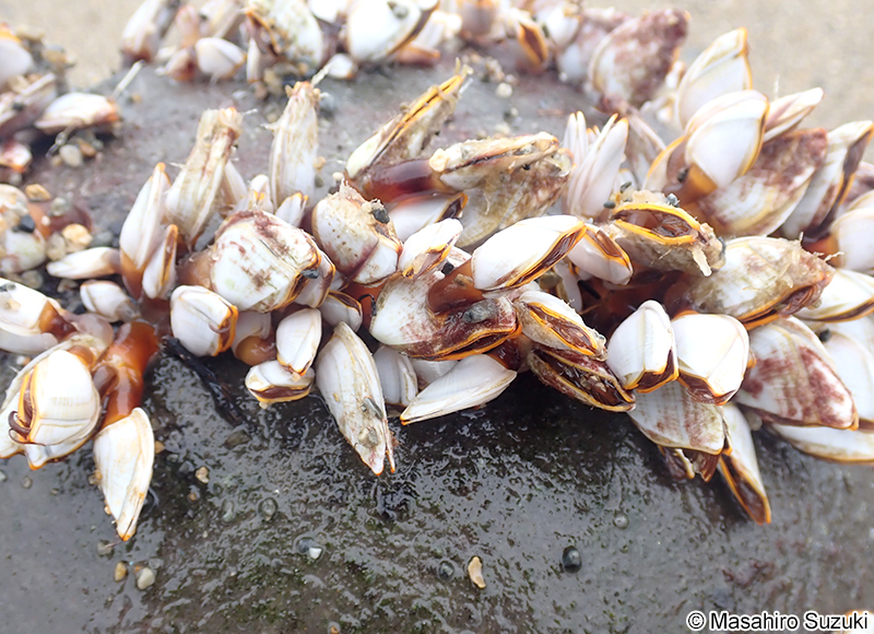 エボシガイ Lepas (Anatifa) anatifera