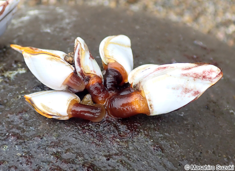 エボシガイ Lepas (Anatifa) anatifera