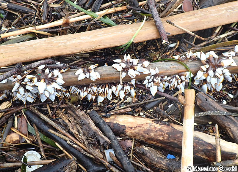 エボシガイ Lepas (Anatifa) anatifera