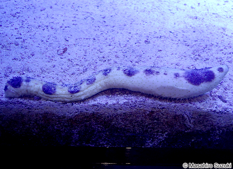 エクレアナマコ Holothuria nigralutea