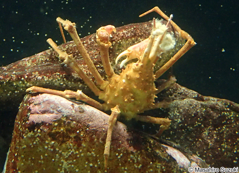 エダツノガニ Naxioides robillardi
