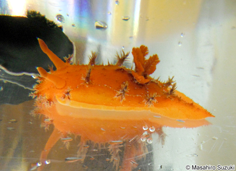 エダウミウシ Kaloplocamus ramosus