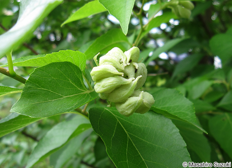 エゴノネコアシアブラムシ Ceratovacuna nekoashi