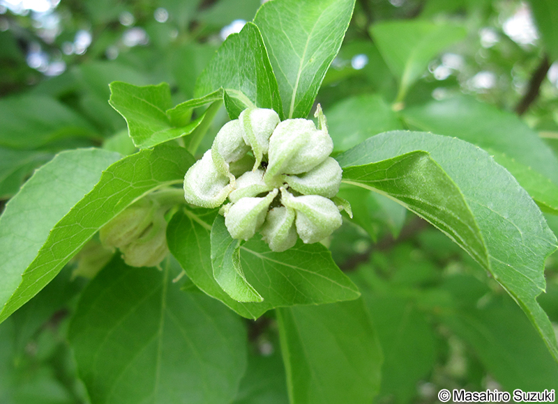 エゴノネコアシアブラムシ Ceratovacuna nekoashi