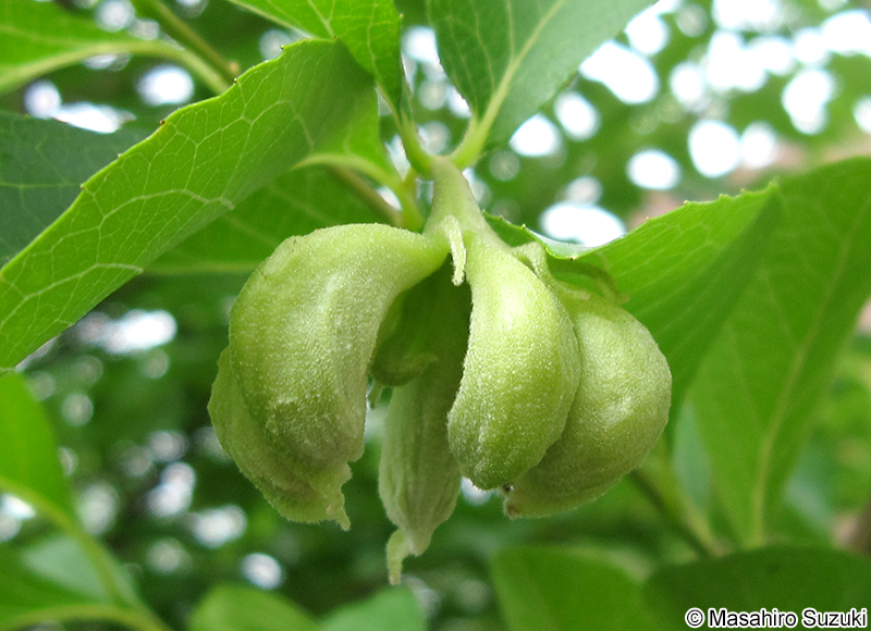 エゴノネコアシアブラムシ Ceratovacuna nekoashi