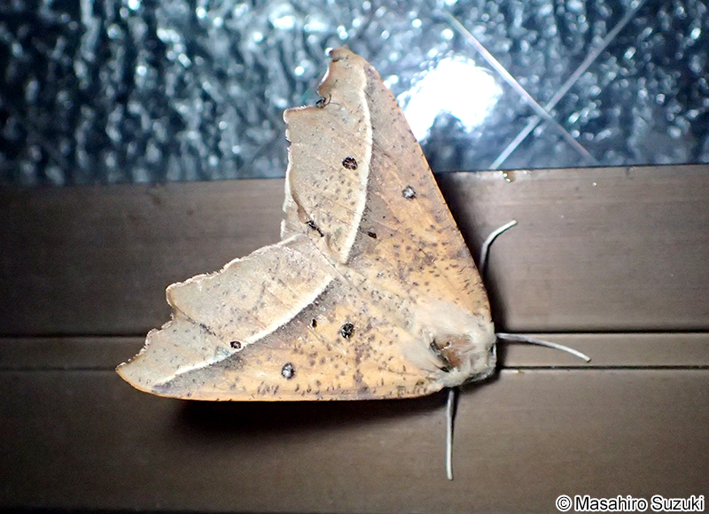 エグリヅマエダシャク Odontopera arida arida