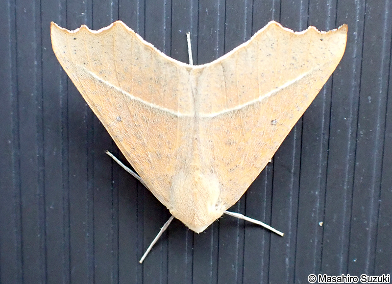 エグリヅマエダシャク Odontopera arida arida