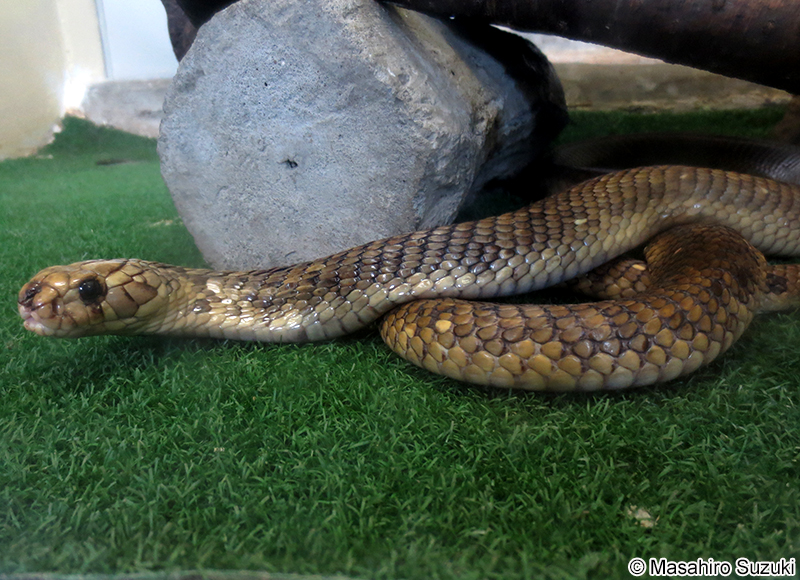 エジプトコブラ Naja haje