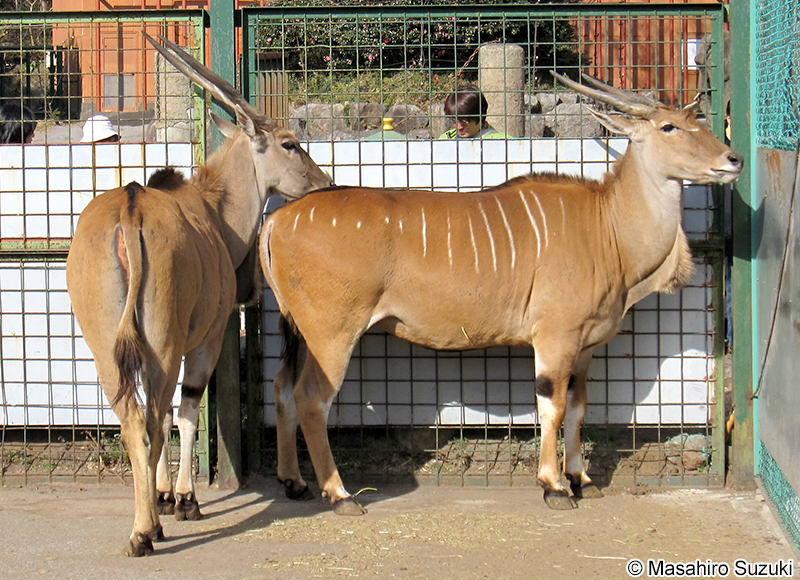 イランド Taurotragus oryx
