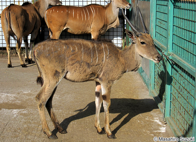 イランド Taurotragus oryx