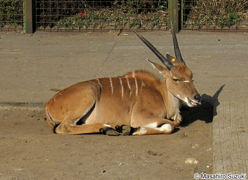 イランド Taurotragus oryx