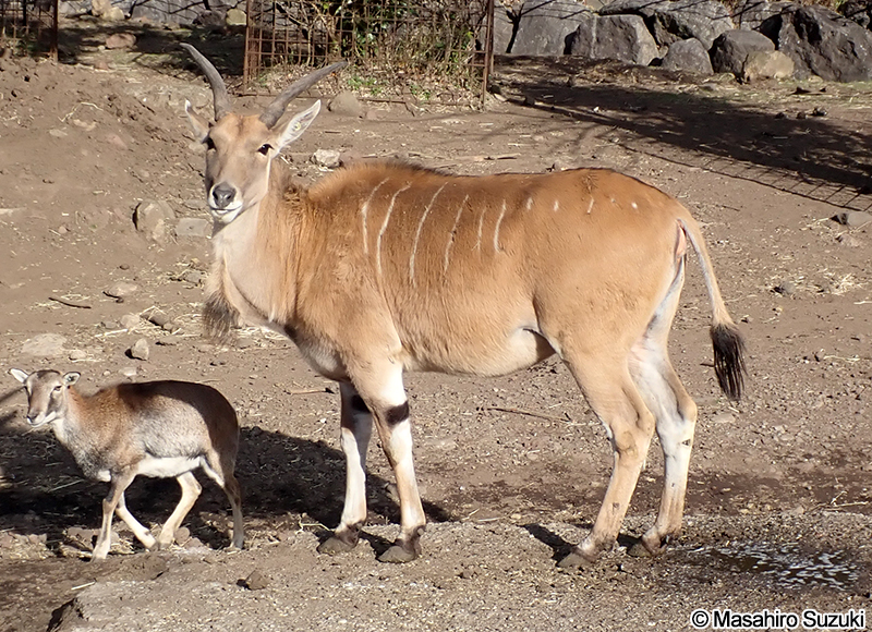 イランド Taurotragus oryx