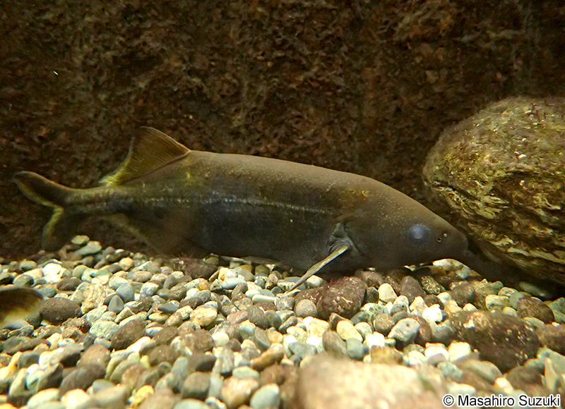 エレファントノーズフィッシュ Gnathonemus petersii