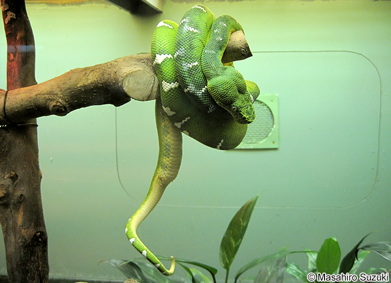 エメラルドツリーボア Corallus caninus