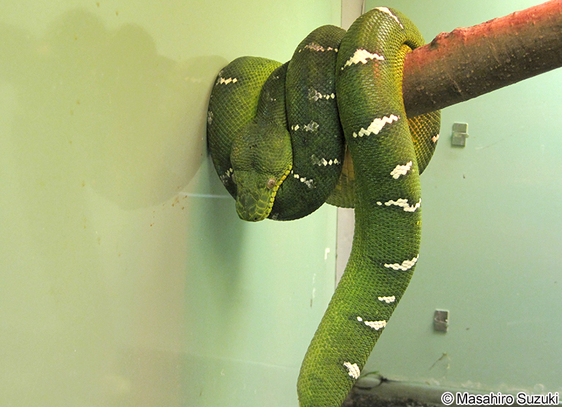 エメラルドツリーボア Corallus caninus