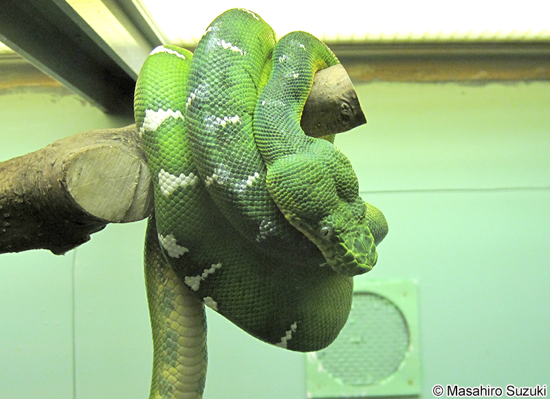 エメラルドツリーボア Corallus caninus