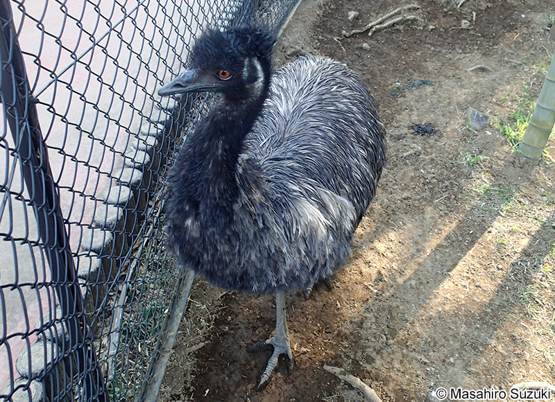 エミュー Dromaius novaehollandiae
