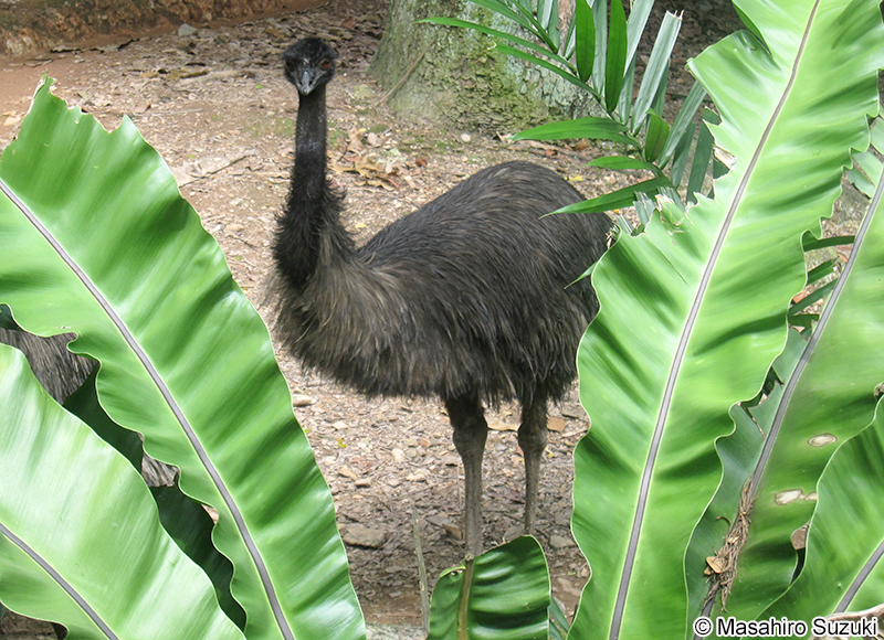 エミュー Dromaius novaehollandiae