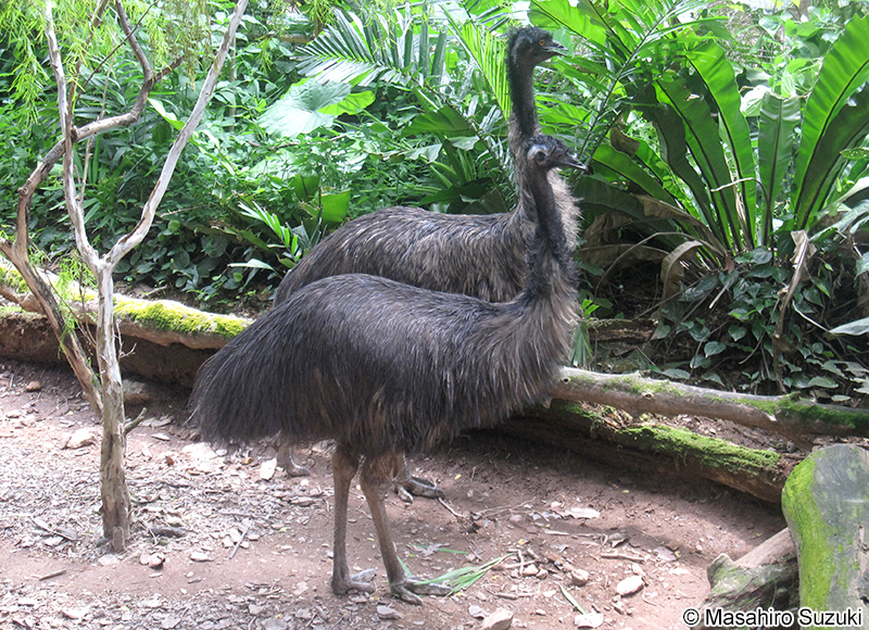 エミュー Dromaius novaehollandiae
