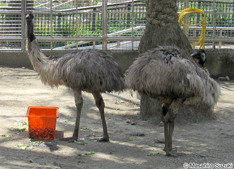 エミュー Dromaius novaehollandiae