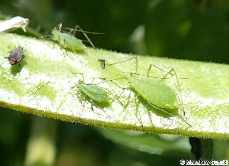 エンドウヒゲナガアブラムシ Acyrthosiphon pisum