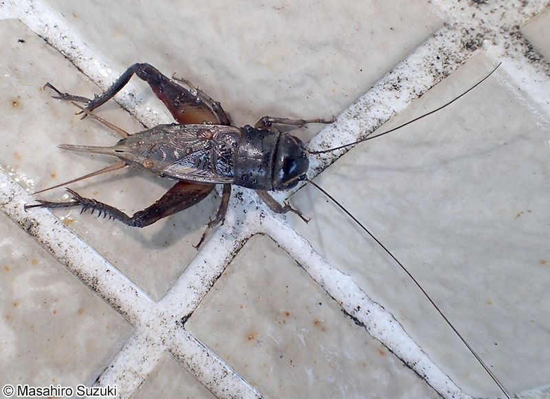 エンマコオロギ Teleogryllus emma