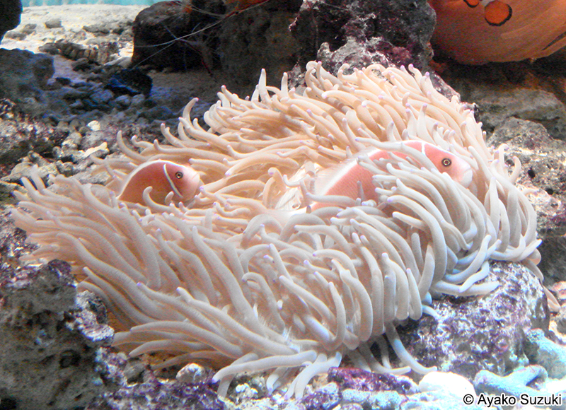 シライトイソギンチャク Radianthus crispus