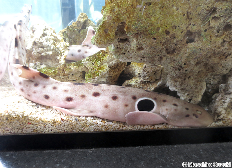 エポーレットシャーク Hemiscyllium ocellatum