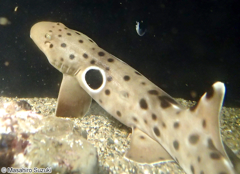 エポーレットシャーク Hemiscyllium ocellatum