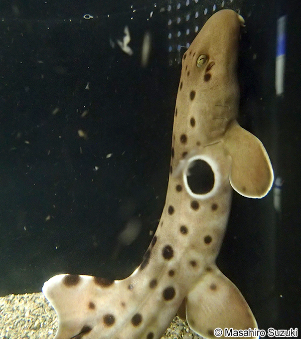 エポーレットシャーク Hemiscyllium ocellatum