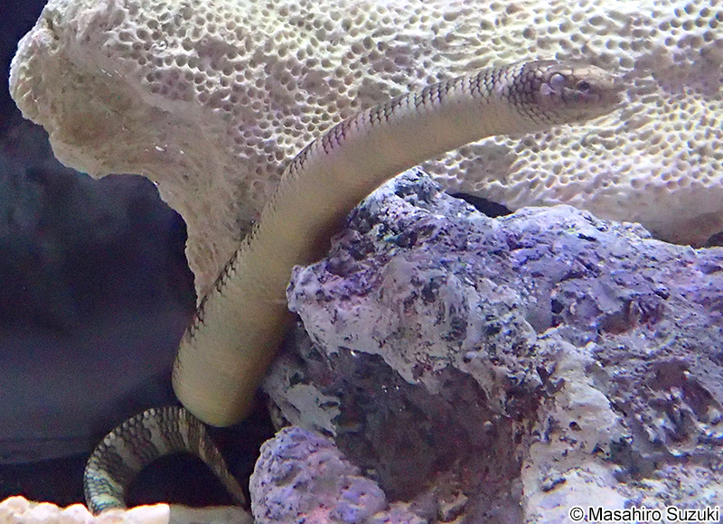 エラブウミヘビ Laticauda semifasciata