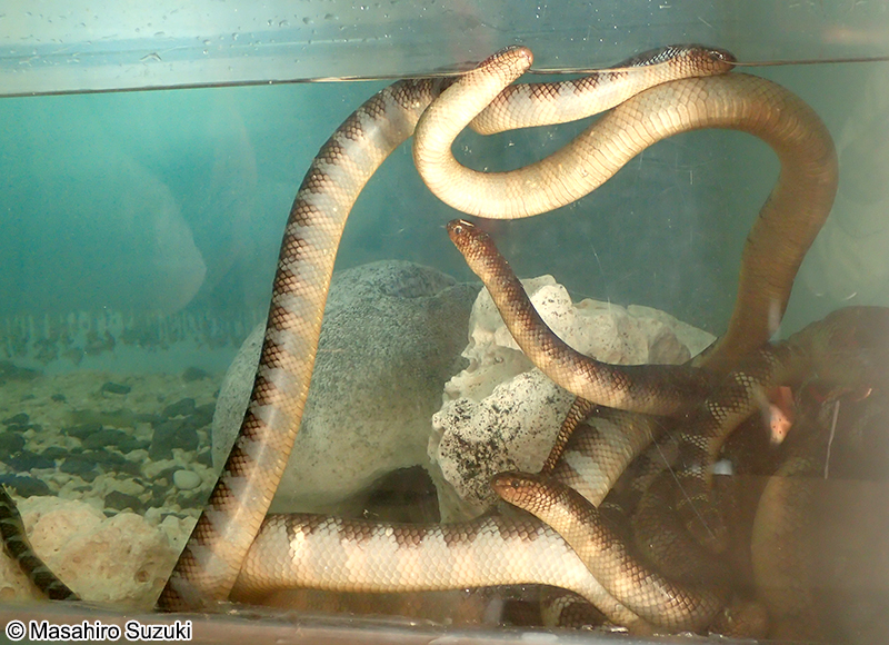 エラブウミヘビ Laticauda semifasciata