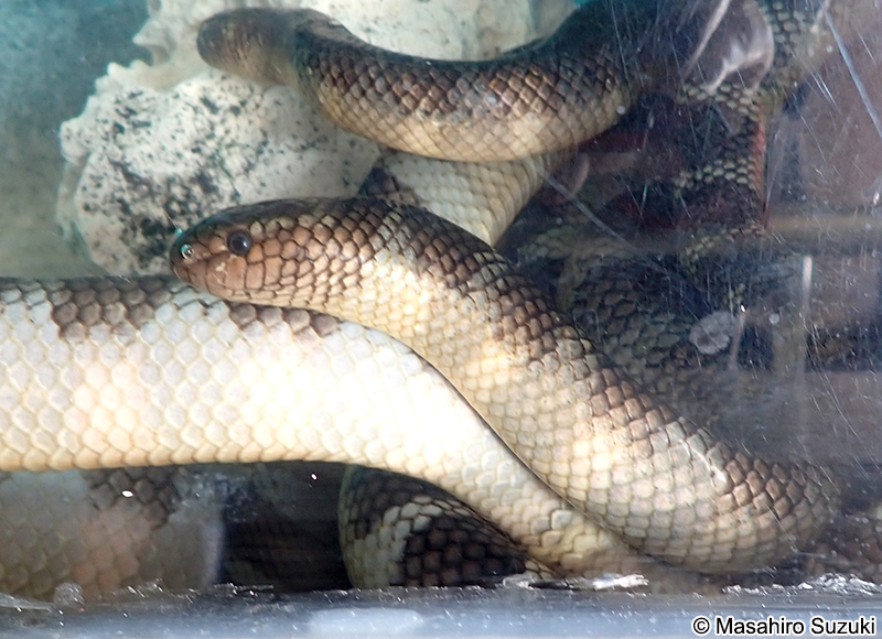 エラブウミヘビ Laticauda semifasciata