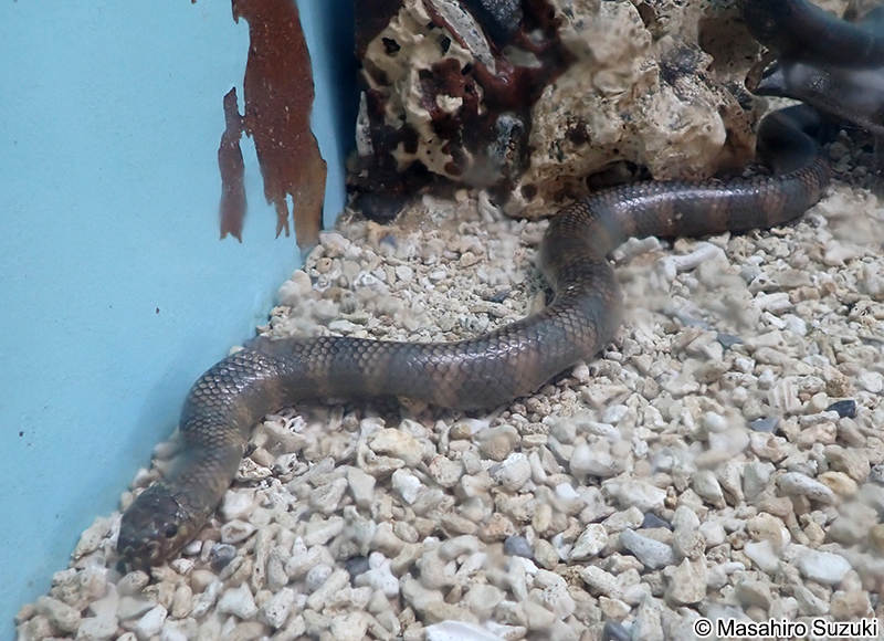 エラブウミヘビ Laticauda semifasciata