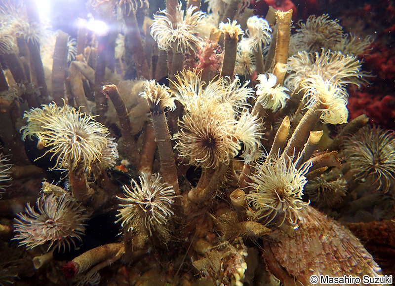 エラコ Pseudopotamilla occelata