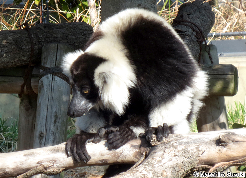 クロシロエリマキキツネザル Varecia variegata