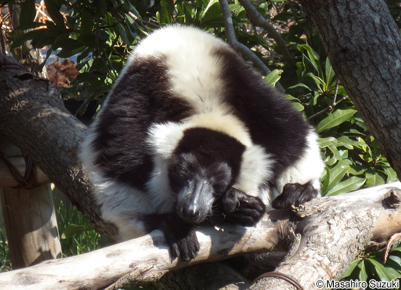 クロシロエリマキキツネザル Varecia variegata